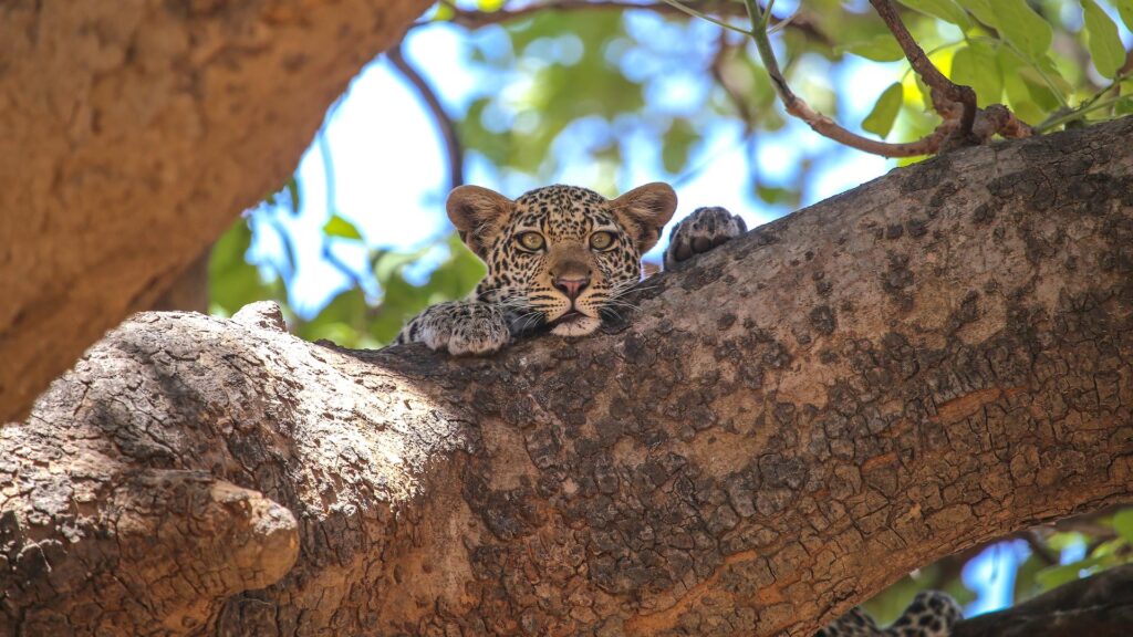 Ruaha National Park