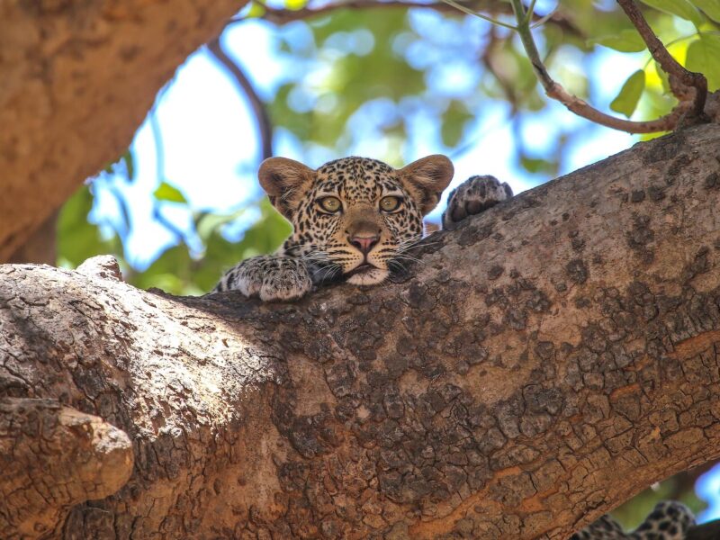 Leopard
