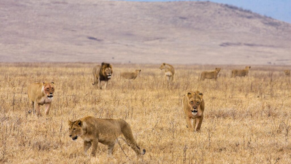 Ngorongoro Crater