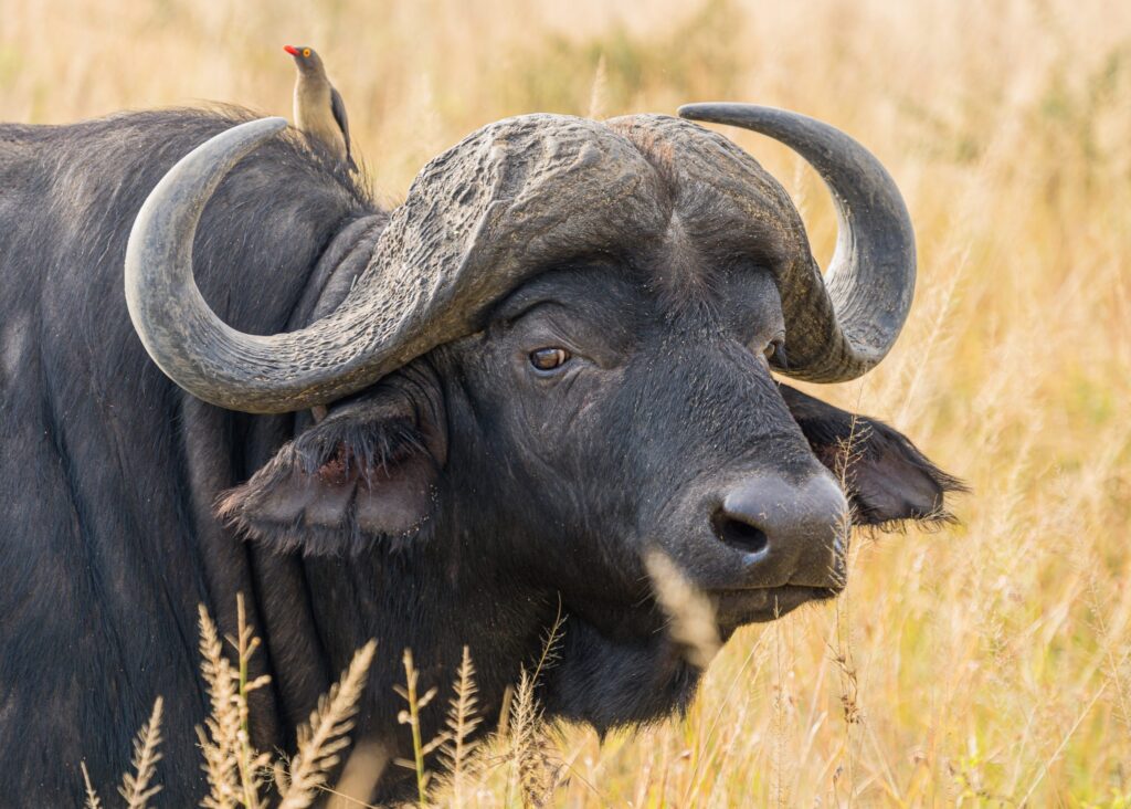 Serengeti National Park