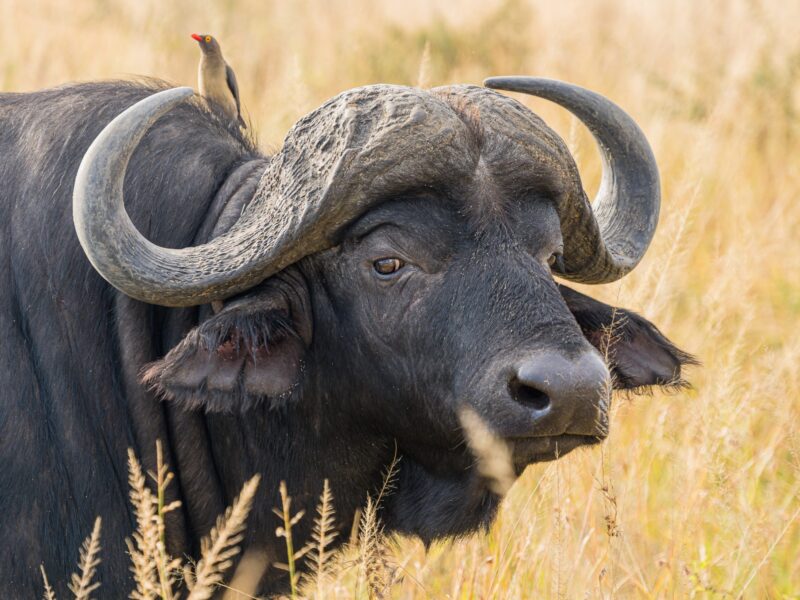 Cape Buffalo