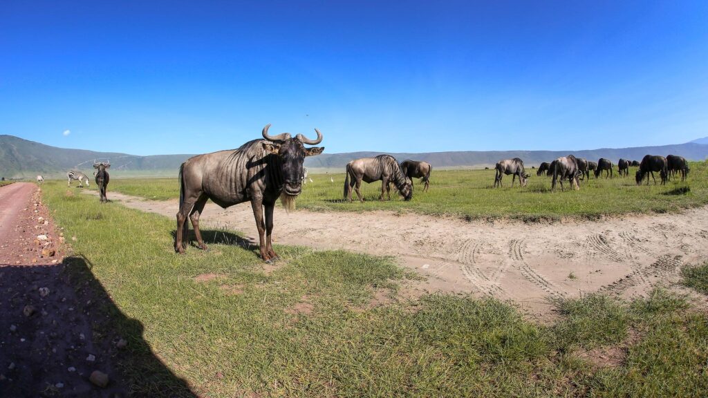 Ngorongoro Crater