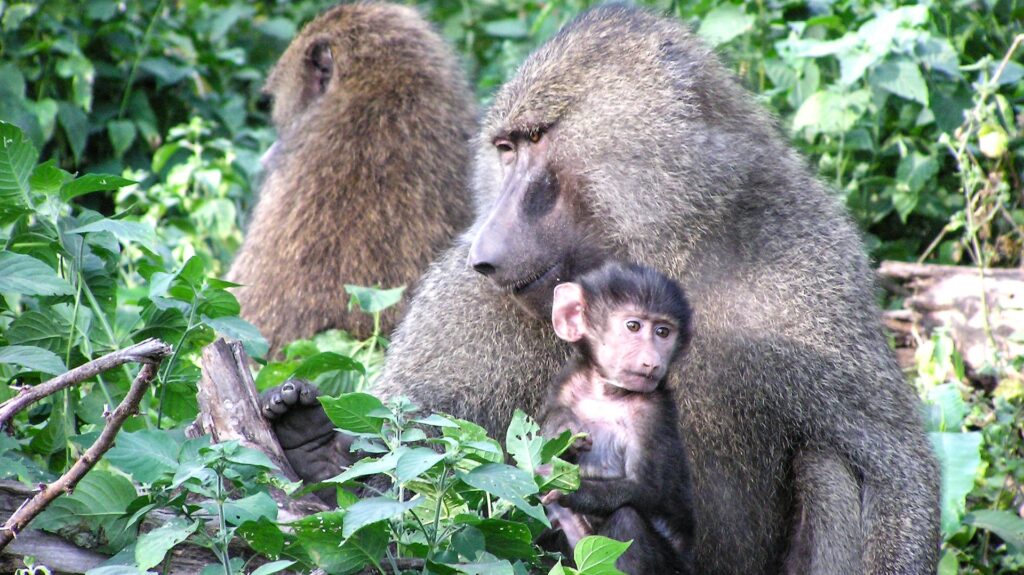 Lake Manyara National Park