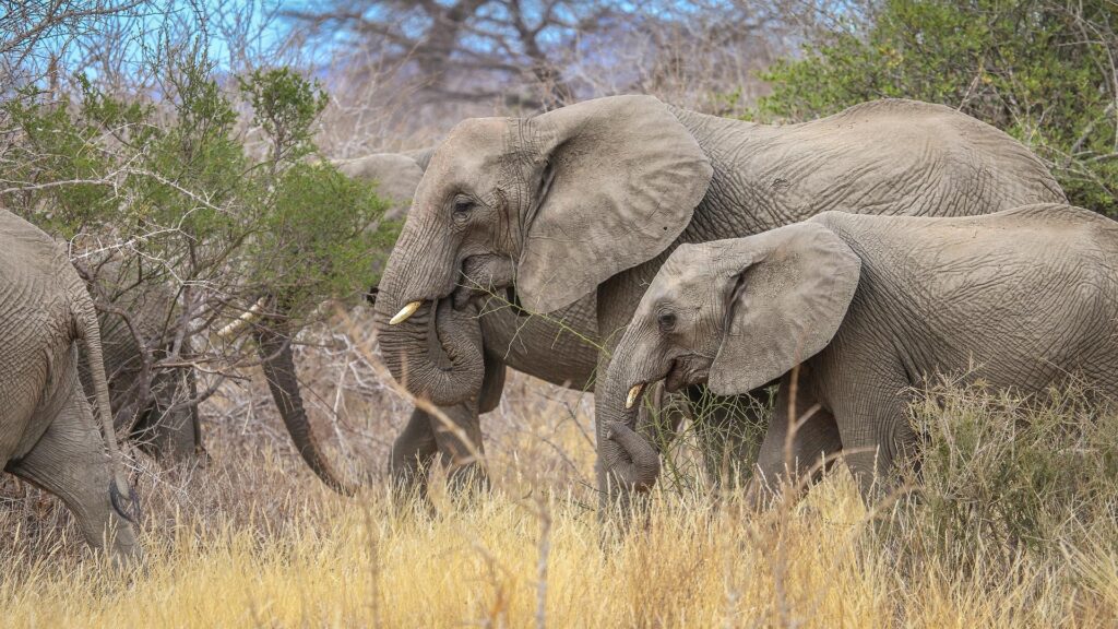 Ruaha National Park