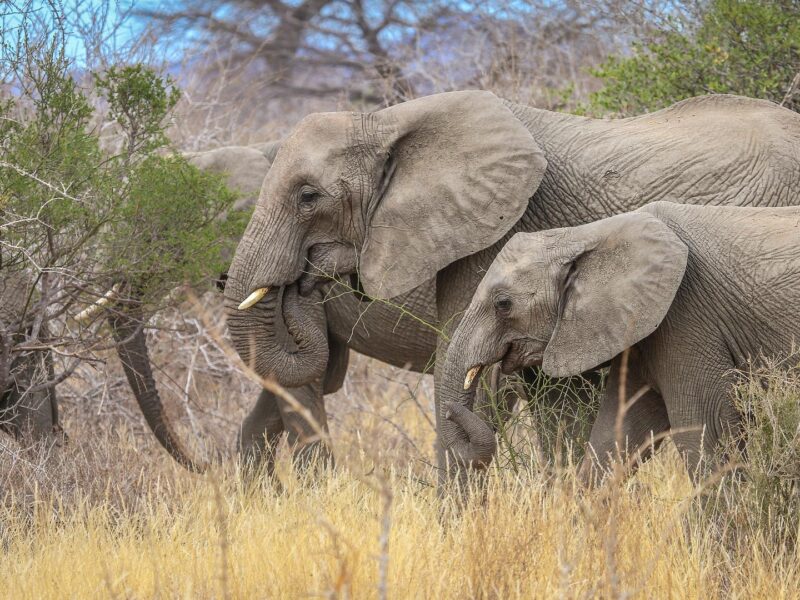 Ruaha National Park