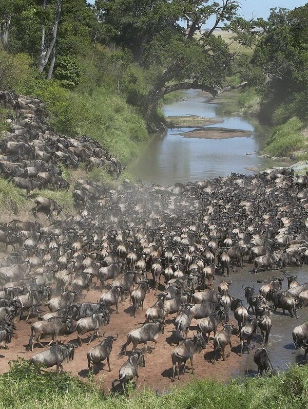 Southern Serengeti Migration Safari