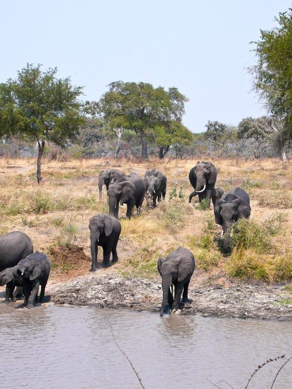 Tanzania Big 5 & Great Migration Safari