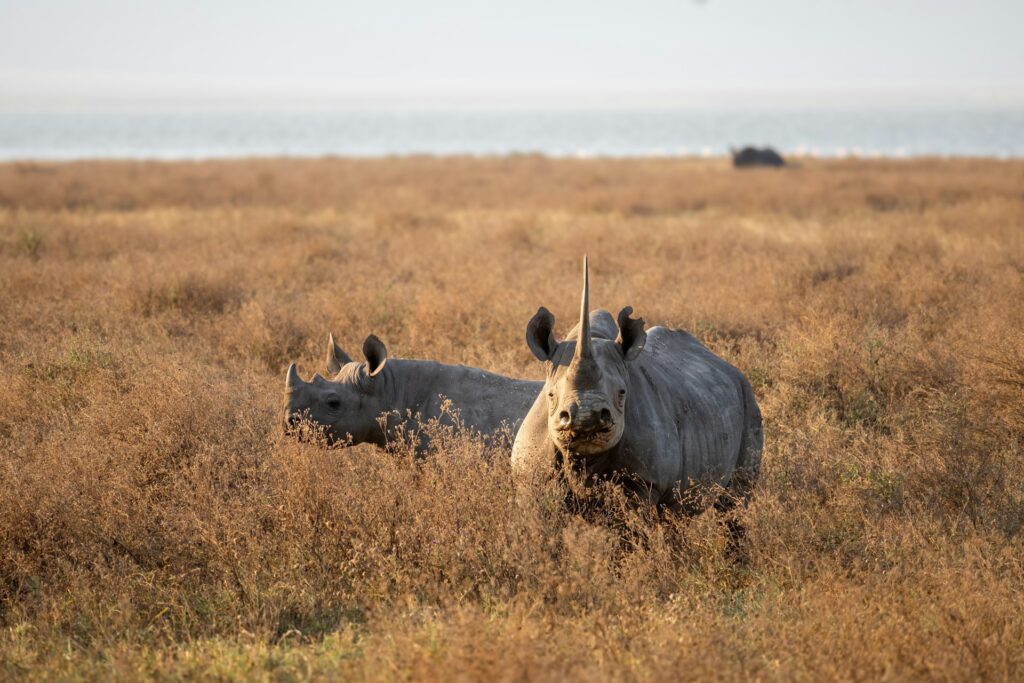 Ngorongoro Crater