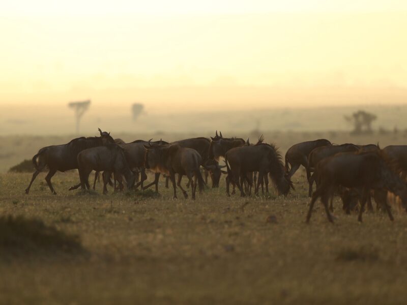 Wildebeest