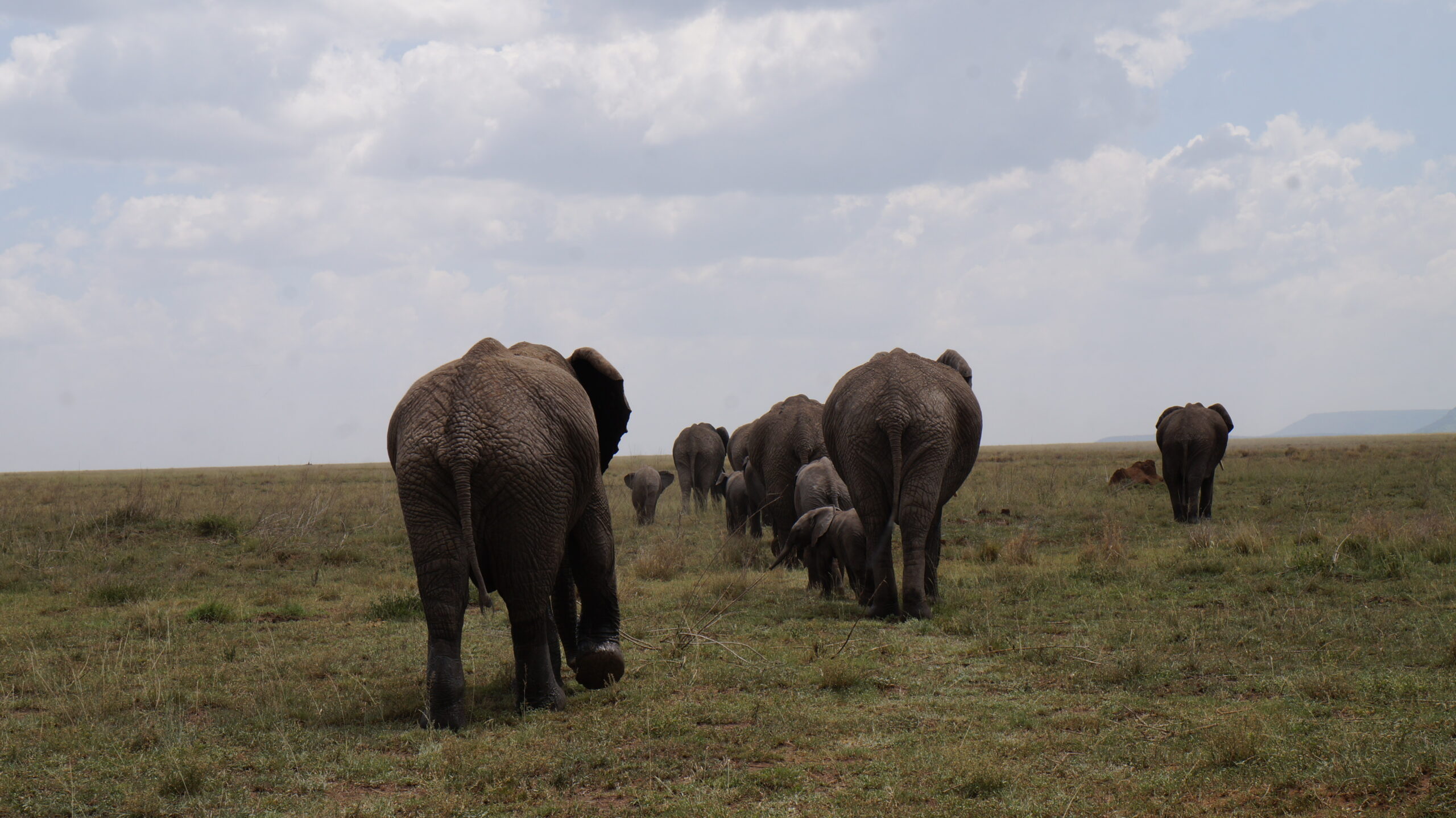 Private Tanzania Safari