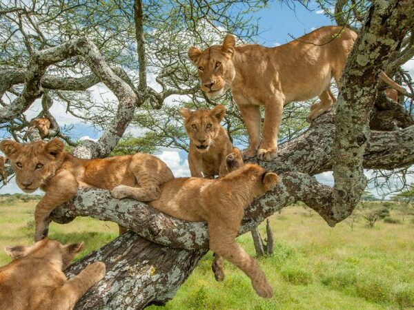 15-Day Grand Kenya & Tanzania Safari