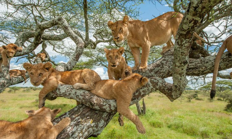 15-Day Grand Kenya & Tanzania Safari