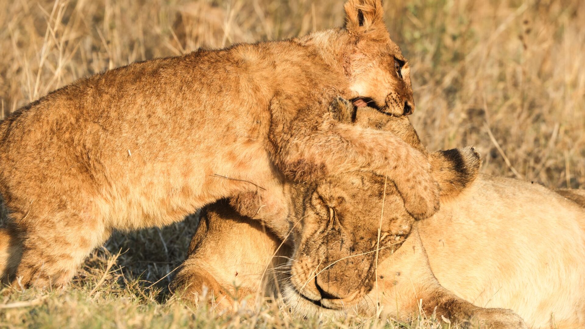 Spot iconic wildlife on a family adventure through untamed landscapes on a Tanzania safari