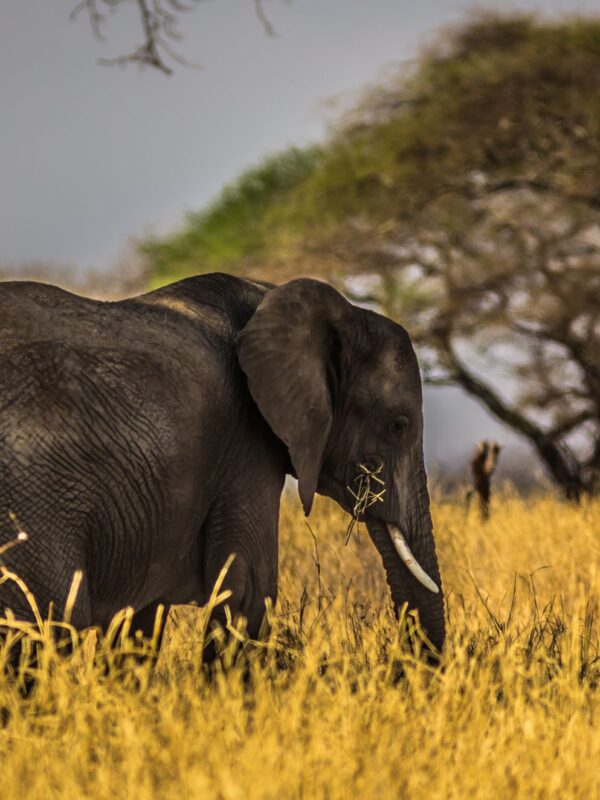 Spot Africa's iconic wildlife including the majestic elephant on a 10-day Kenya Tanzania safari