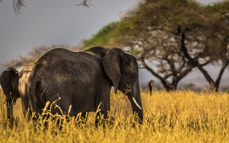 Spot Africa's iconic wildlife including the majestic elephant on a 10-day Kenya Tanzania safari