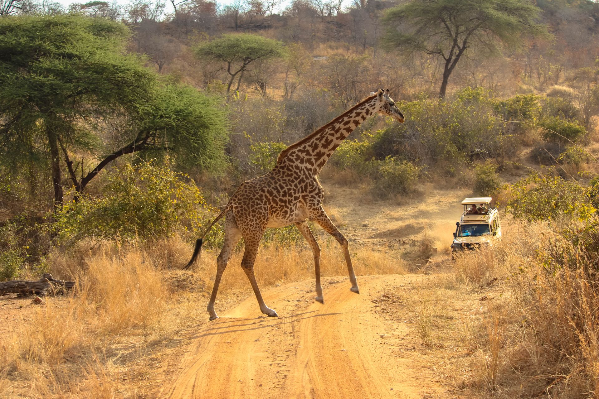 Tanzania landscape