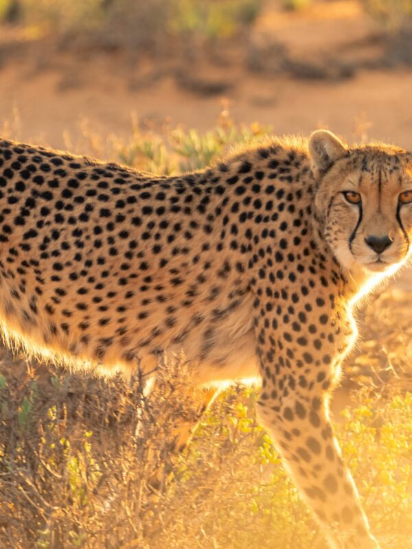Spot the cheetah on a Tanzania Kenya safari