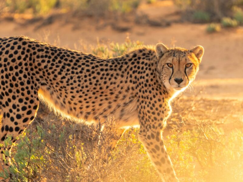 Spot the cheetah on a Tanzania Kenya safari