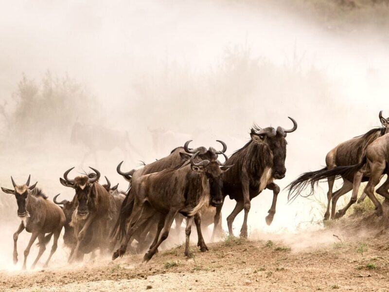 9-Day Mara River Crossing & Serengeti Migration Safari